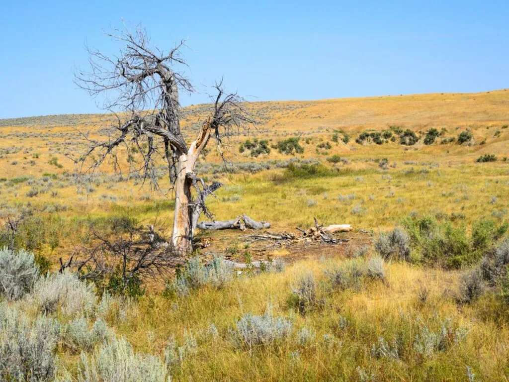 little bighorn little bighorn
