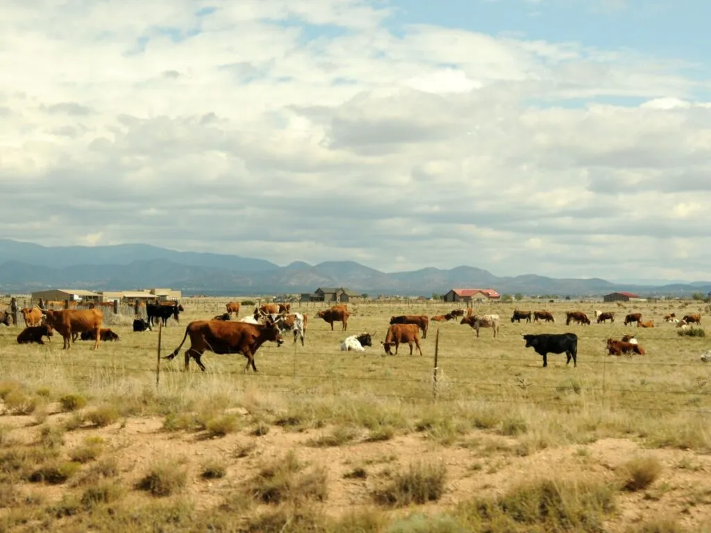 ranching in montana ranching in montana